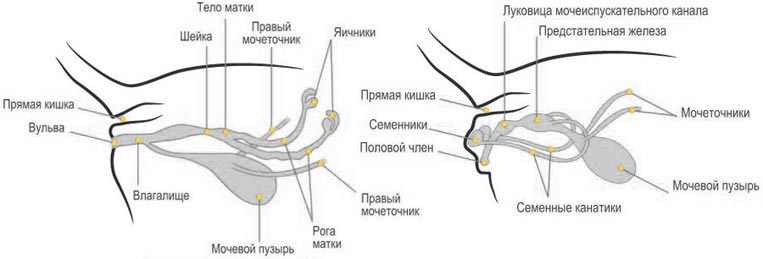 Анатомические особенности кошек (внутренние органы).
