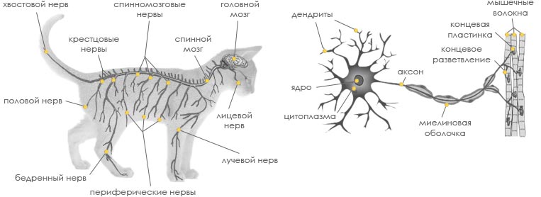 Анатомические особенности кошек (внутренние органы).