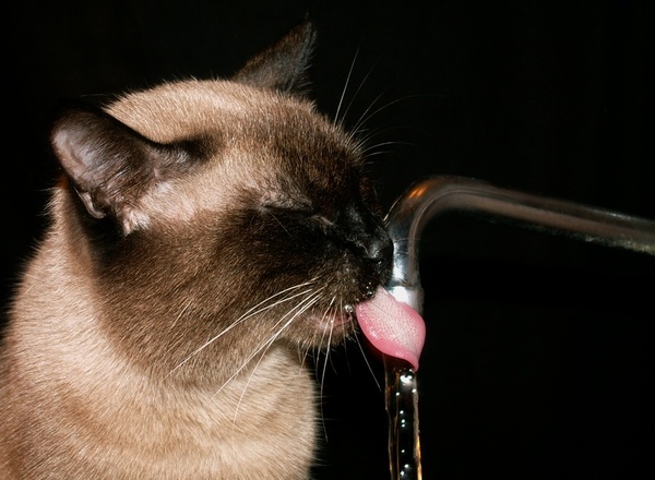 Как кошки лакают воду