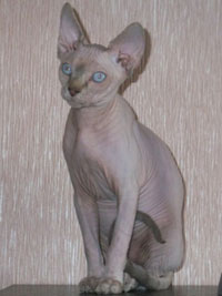 Кошка по кличке Linda Nicoletta Milena Cat. Окрас (b21 33)