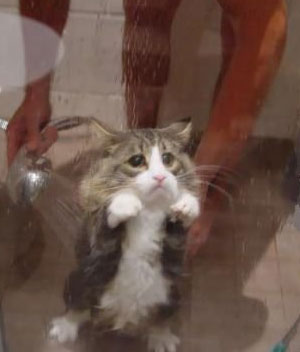 Не надо меня мыть, я не хочу стать лысым котом, как вы!
