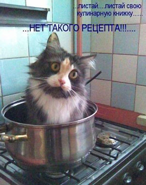 Научился готовить кошек? Нет такого рецепта!

