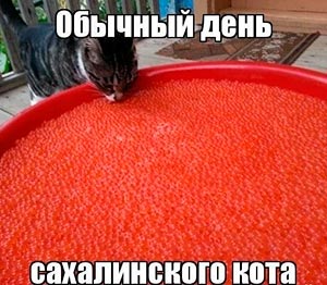 Самый обычный день сахалинского кота.

