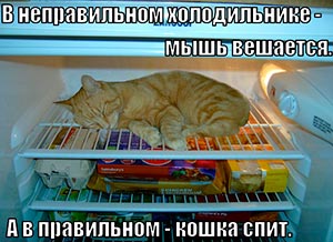 Инструкция по эксплуатации холодильника: в неправильном холодильнике - мышь вешается, а в правильном - кошка спит.
