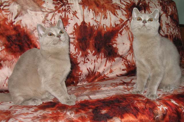 Великолепная династия питомника короткошерстных кошек "Scarlet sails".
