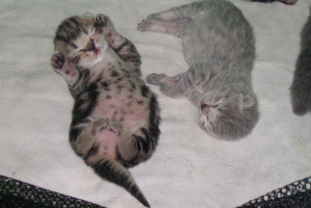 Второй помет 2005г. Новорожденные на третий день. Мать: «Assol Beautiful Cat», Отец: «Сириус Золотая звезда»