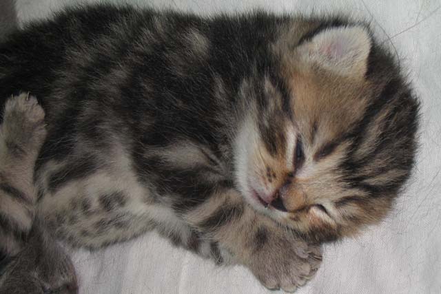 Второй помет 2005г. Новорожденный на седьмой день. Мать: «Assol Beautiful Cat», Отец: «Сириус Золотая звезда»
