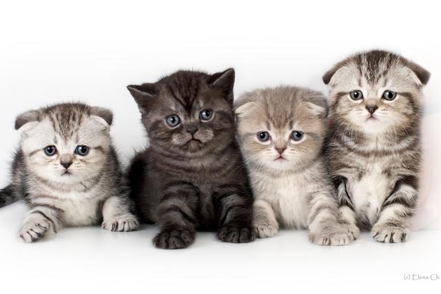Великолепная династия питомника короткошерстных кошек "Scarlet sails".
