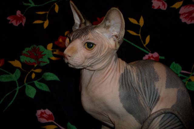 Кошка черепахового окраса Amina Marisen, продана в питомник Alivenio, от кошки из питомника Baby Rea Gold и кота Usienya Grand Oray