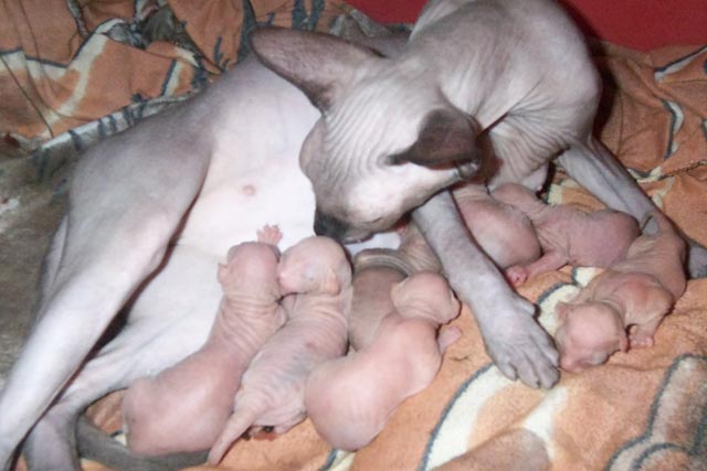 Новорожденные колорные котята, питомника MAISEN, от кошки сил-минка и кота сил-пойнта