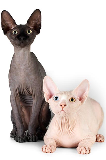 Черная кошка и белый разноглазый кот, питомника MARISEN