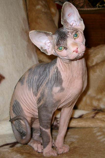Кошка с черепахового окраса Amina Marisen, продана в питомник Alivenio, от кошки Baby Rea Gold и кота Usienya Grand Oray