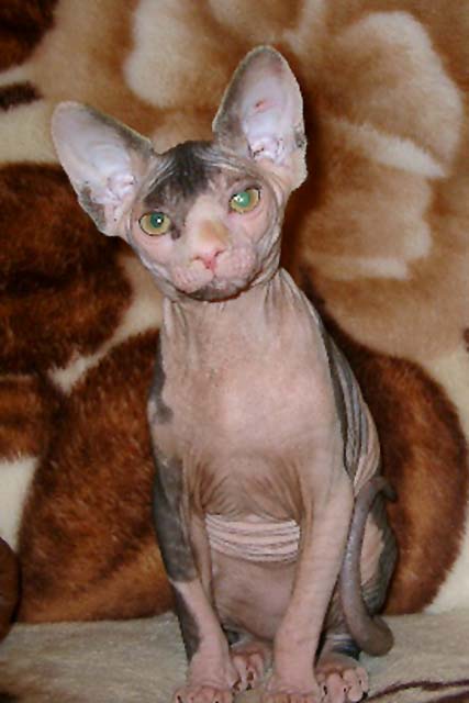 Кошка с черепахового окраса Amina Marisen, продана в питомник Alivenio, от кошки Baby Rea Gold и кота Usienya Grand Oray
