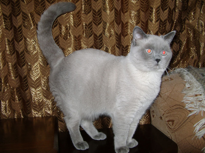 Новосибирские питомники шотландских вислоухих, британских и канадских пород кошек